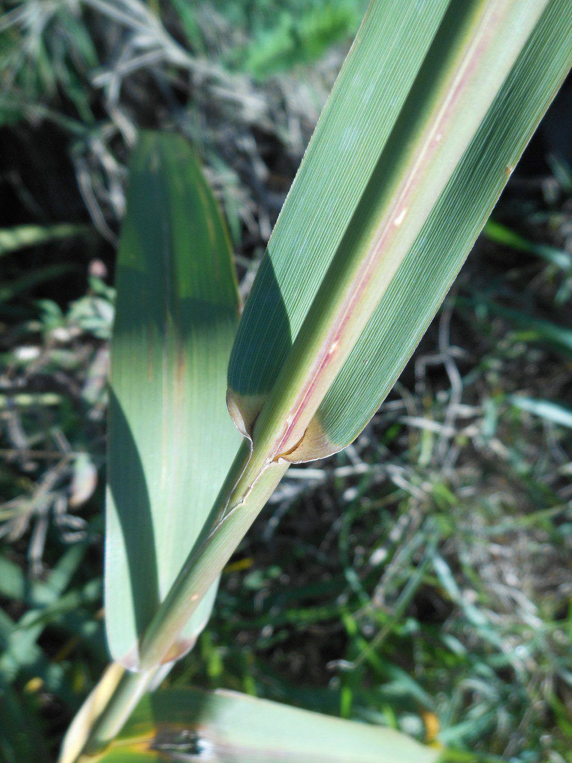 Arundo donaciformis (Loisel.) Hardion, Verlaque & B. Vila